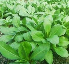 Kalimeris Vegetable Seeds for Planting - 100 pcs